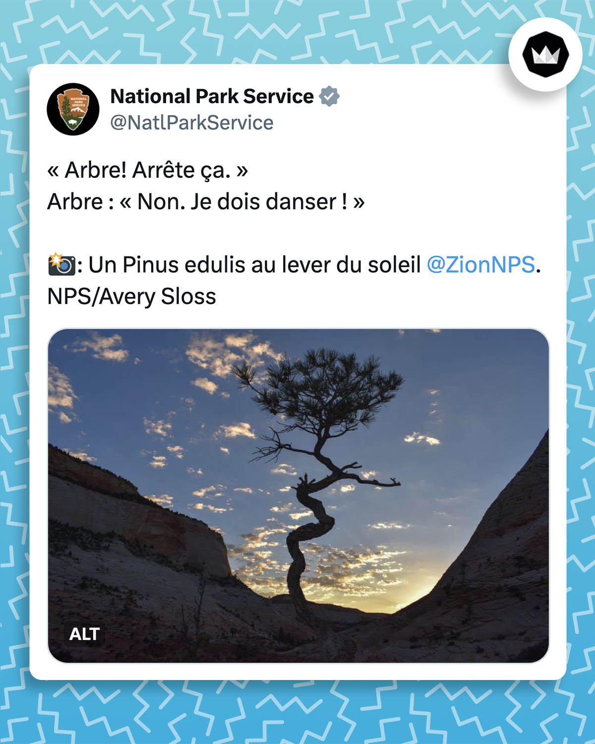 « Arbre! Arrête ça. »
Arbre : « Non. Je dois danser ! »
: Un Pinus edulis au lever du soleil @ZionNPS. NPS/Avery perte
Accompagné de la photo d'un Pinus edulis dont le tronc fait des zigzags.