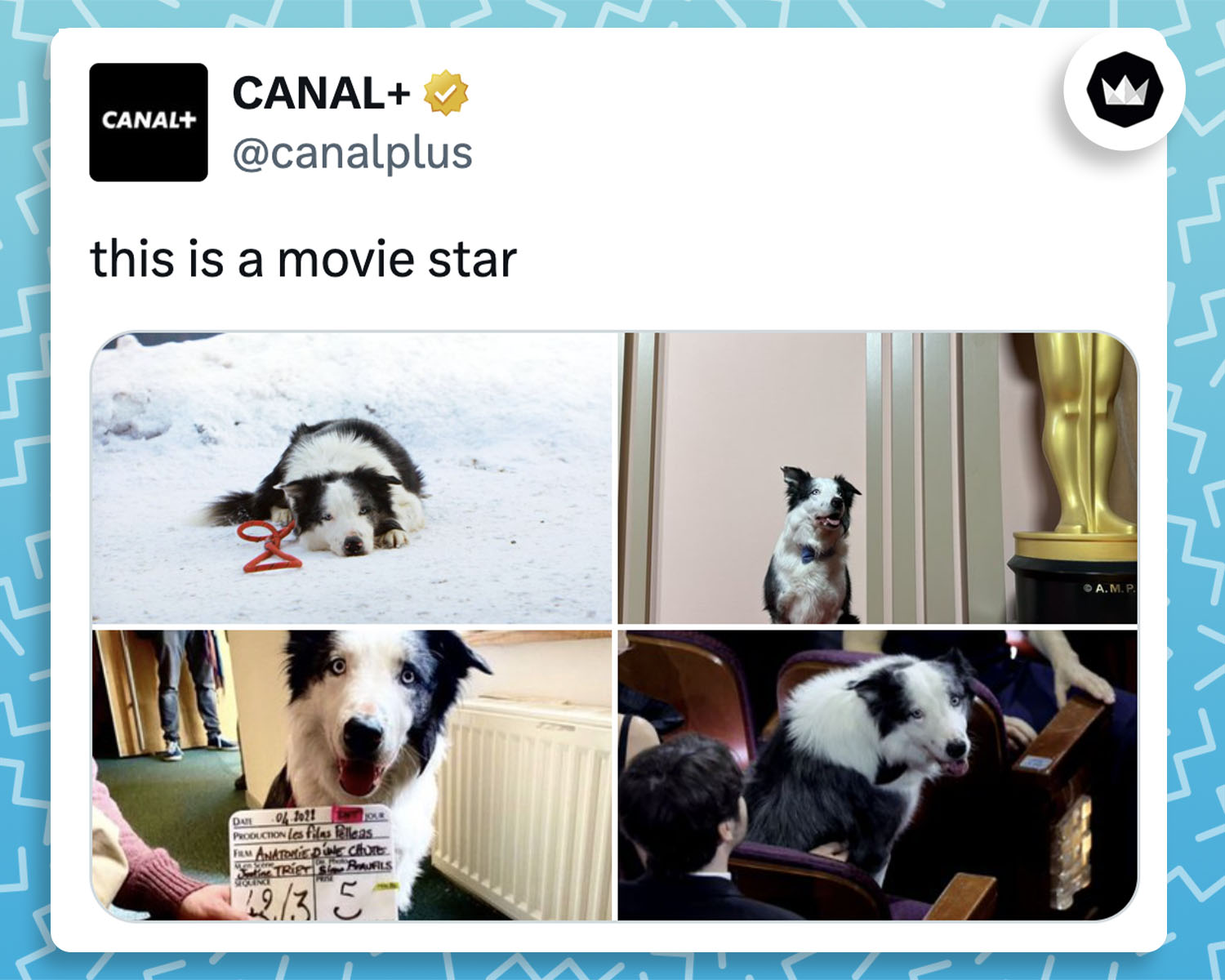 Canalplus :
"This is a movie star"
avec 4 photos de Messi, le chien qui a joué dans "Anatomie d'une chute".